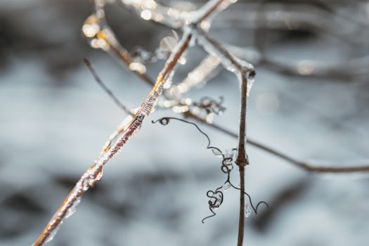 Close up of Frozen Branches