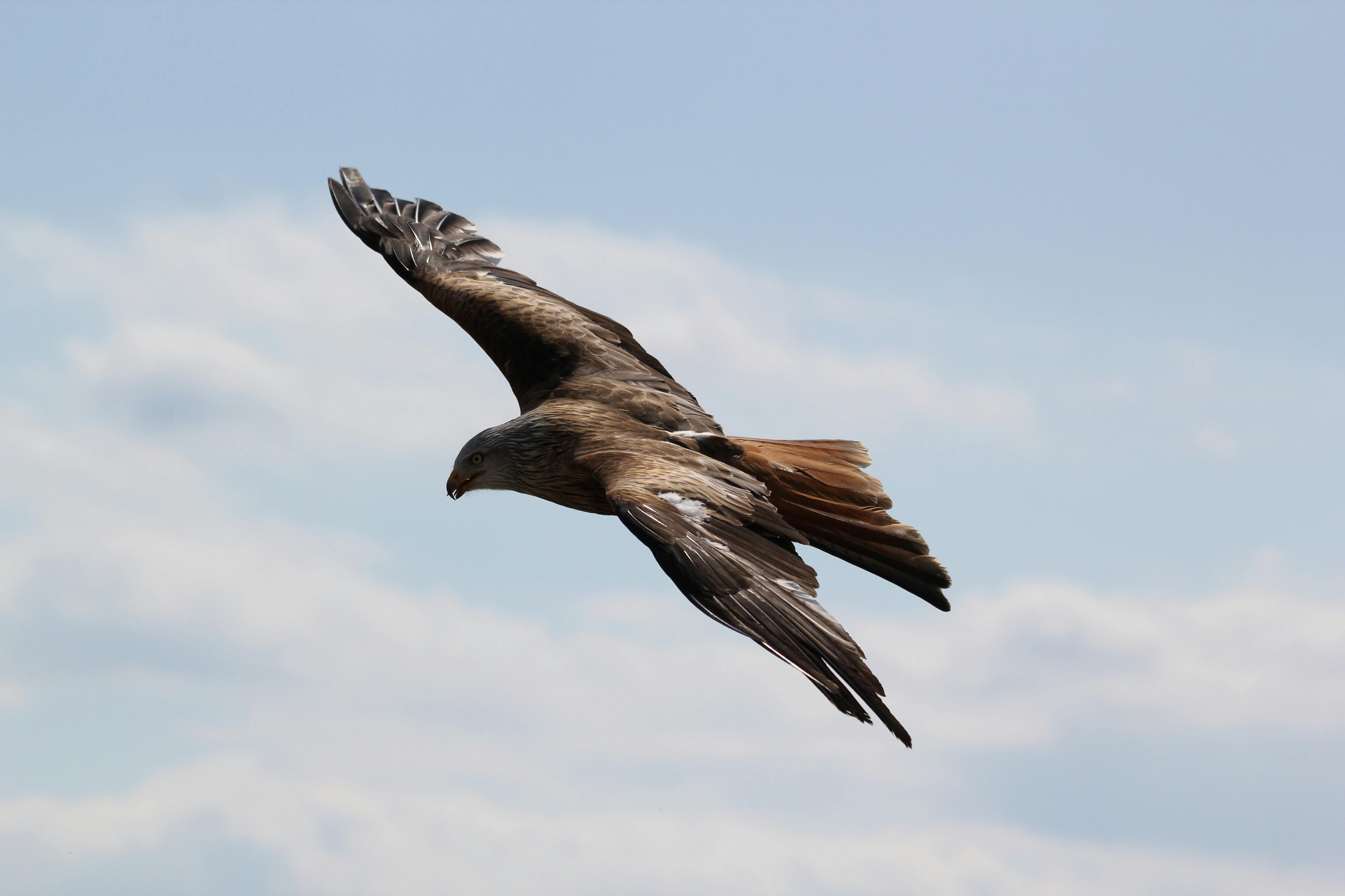 brown and grey eagle