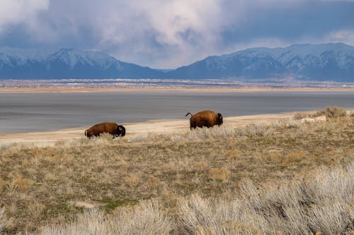 Free Brown Bison on the Field Stock Photo