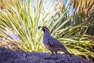 Close Up Shot of a Bird