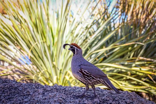 Close Up Shot of a Bird