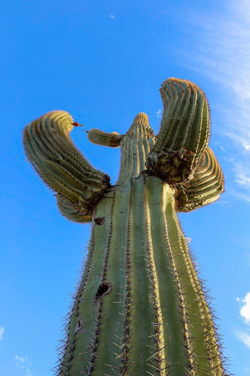 Free stock photo of big plants, blue, cacti Stock Photo
