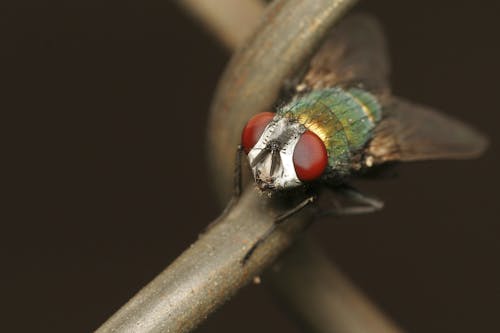 Groen Rood Vlieg