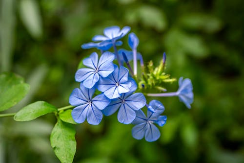 Blue Flowers in the Garden