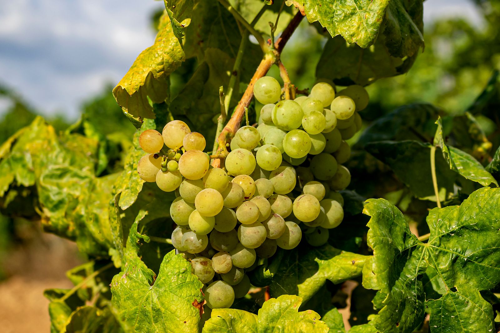 The Empordà for food lovers: gardens, wine and great tables