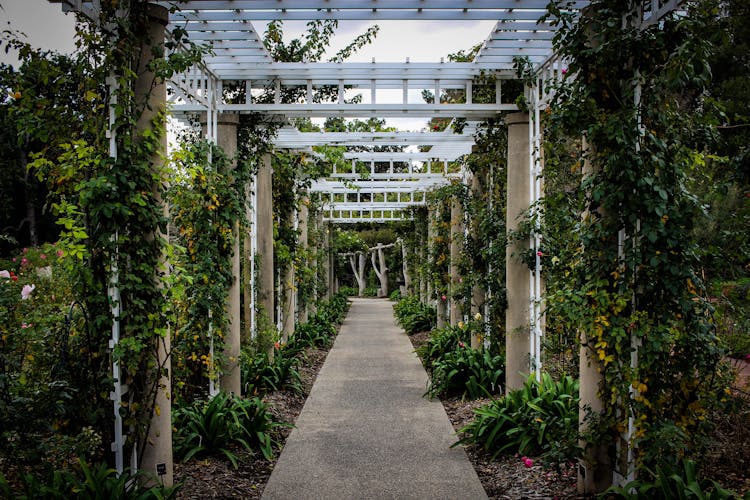 Alley Surrounded By Lush Plants