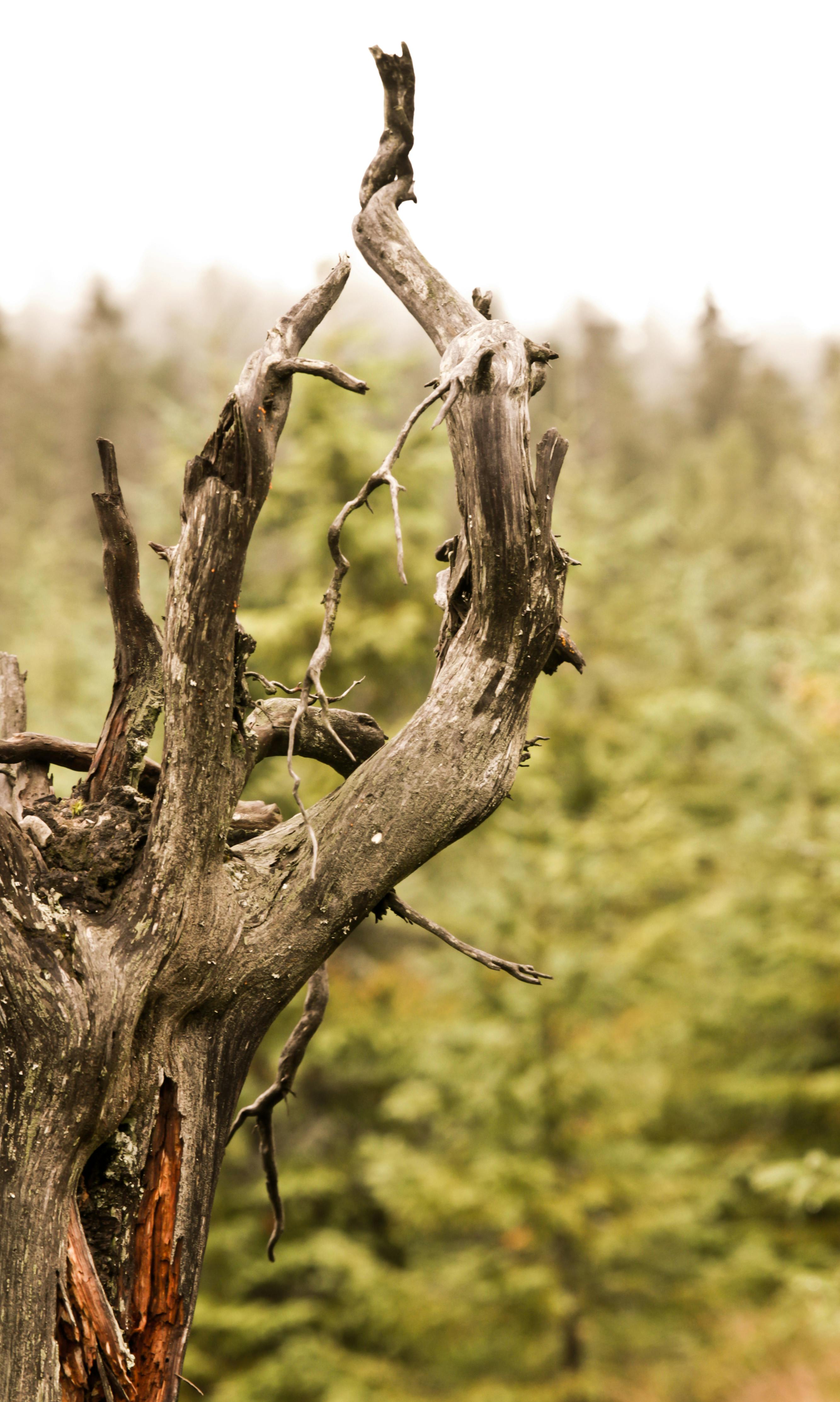 Dry tree trunk against plants in forest