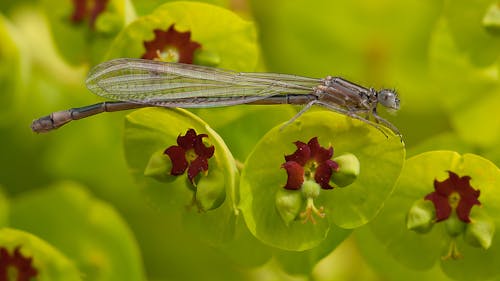 Libélula Cinza Em Folha Verde E Marrom Na Lente Tilt Shift