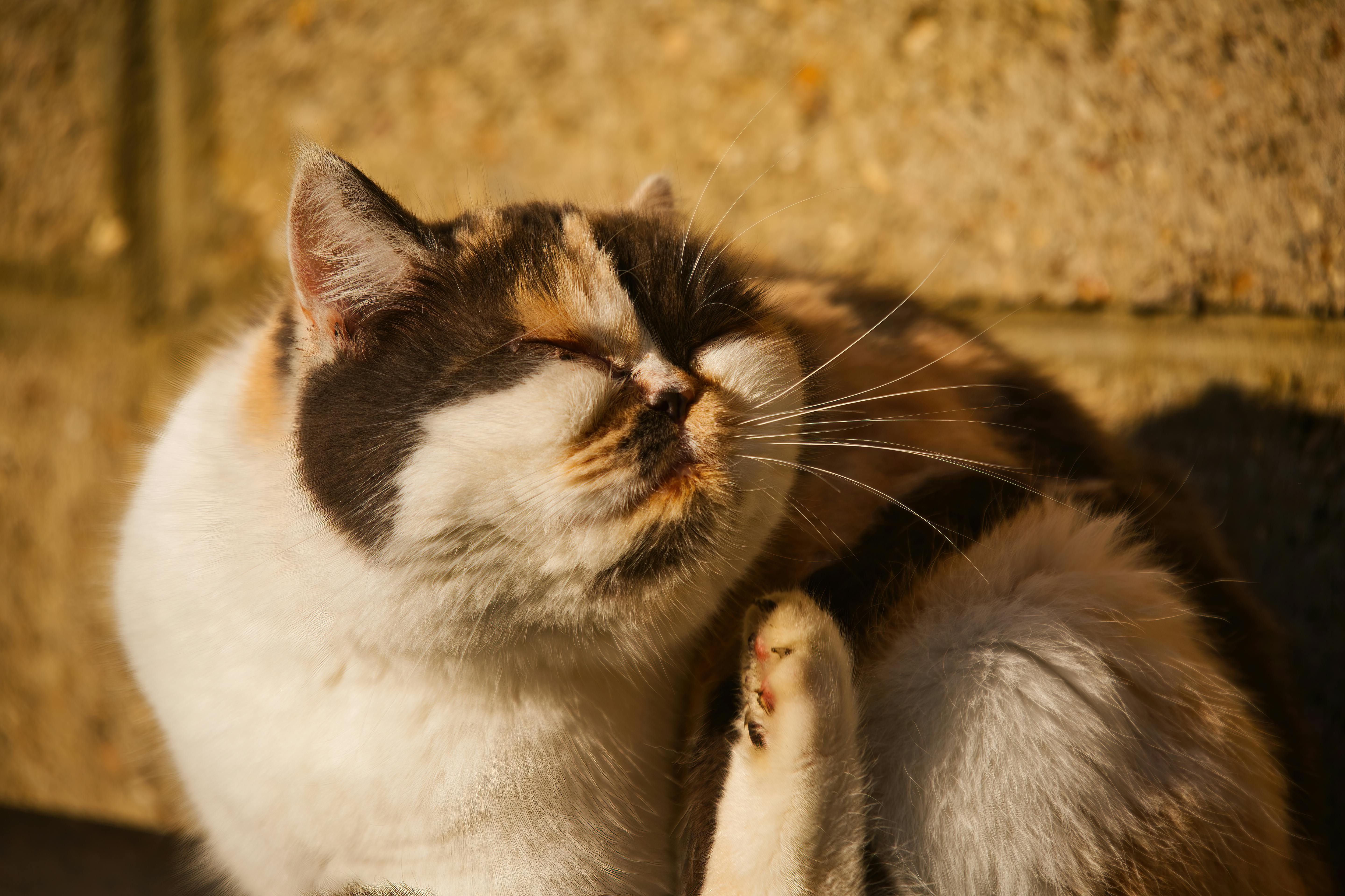 European Parliament Passes Landmark Digital Privacy Legislation