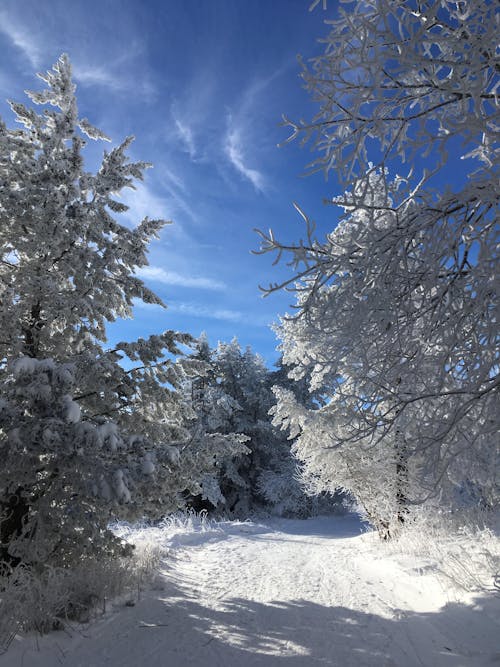Árvores Cobertas De Neve Sob O Céu Azul