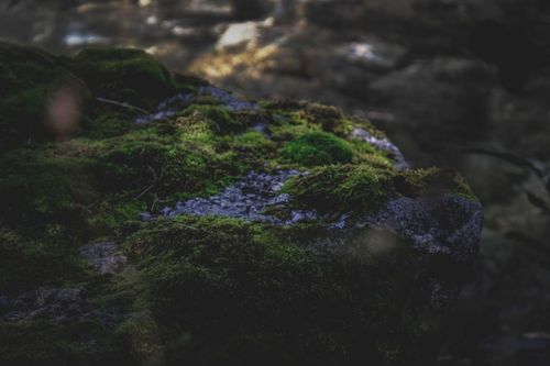Free High angle of rough rocky boulder covering with green moss on sunny day in forest Stock Photo