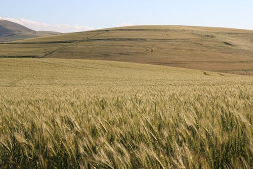 бесплатная Цифровые обои пшеничное поле Стоковое фото