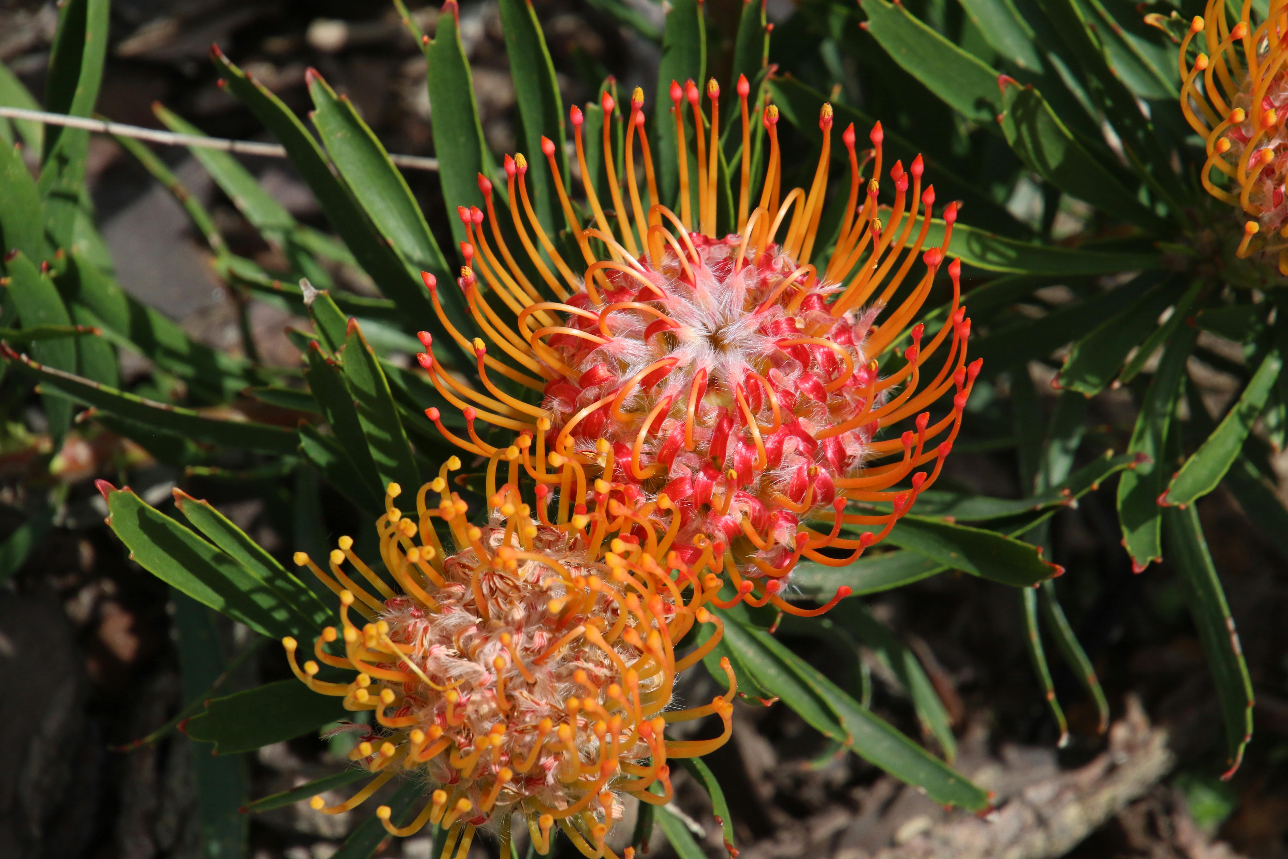 Free stock photo of cape province, flower, Fynbos