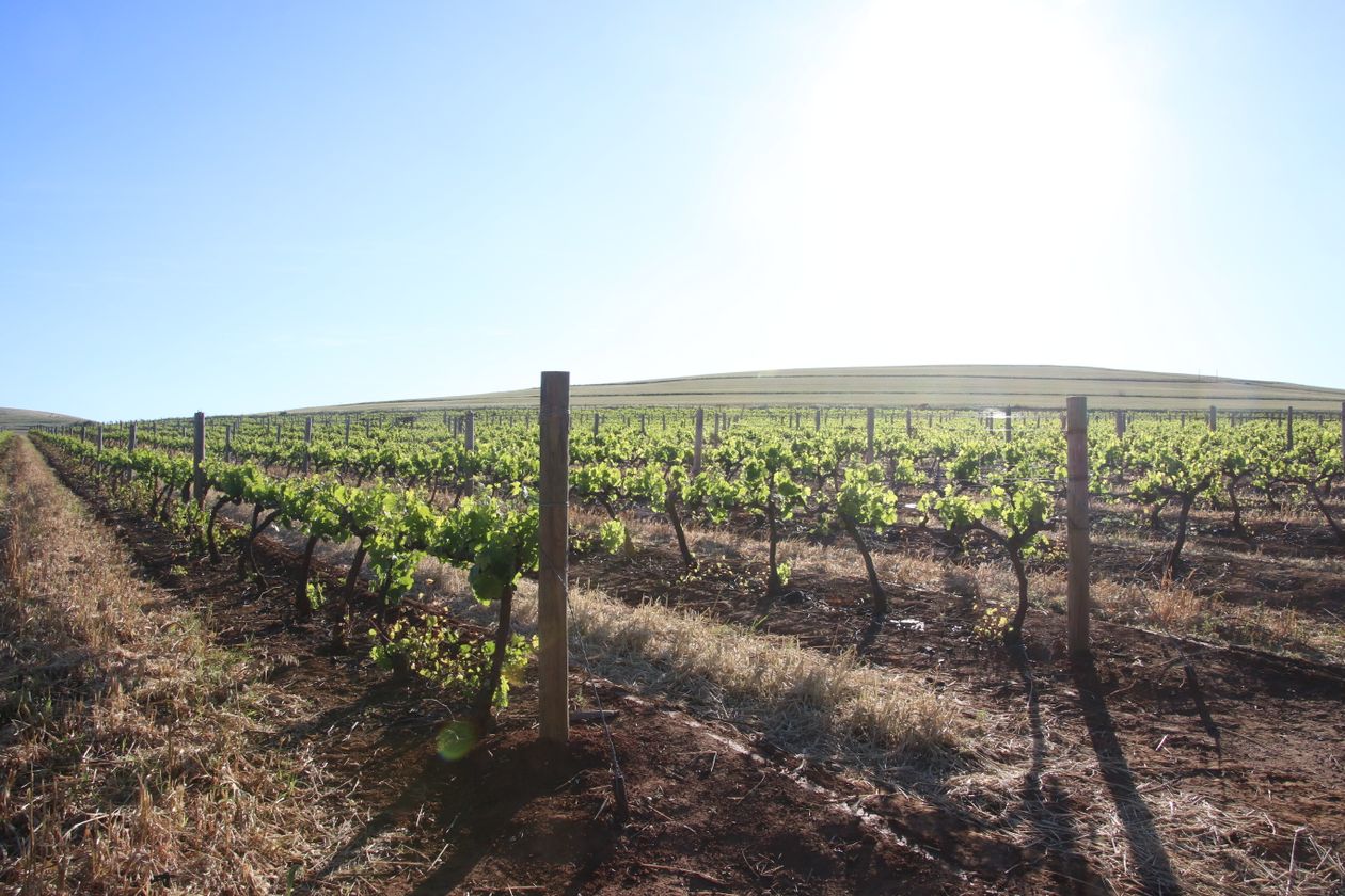 Young vines in spring leaf
