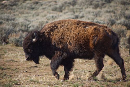 Free An American bison roaming freely in its natural habitat, showcasing its grandeur. Stock Photo