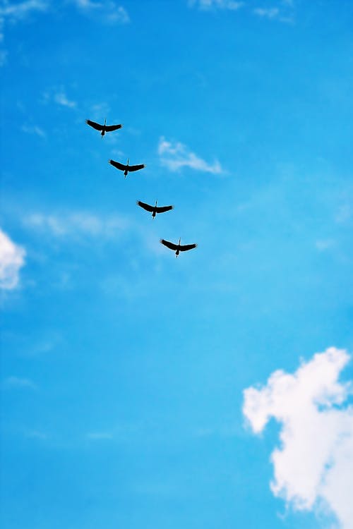 Groupe D'oiseaux Volant Dans Le Ciel Bleu