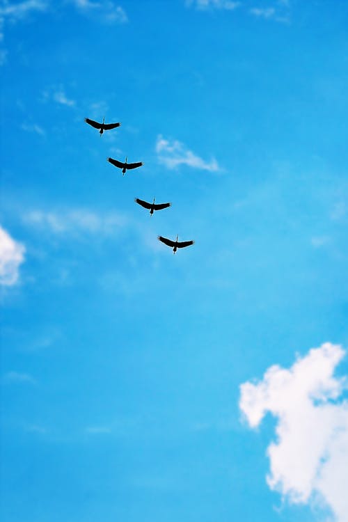 無料 青い空を飛んでいる鳥のグループ 写真素材