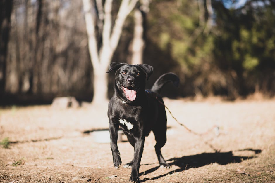 A happy Labrador retriever running across a spacious, grassy field with a blurred background - Gun dog boarding A happy Labrador retriever running across a spacious, grassy field with a blurred background - Gun dog boarding