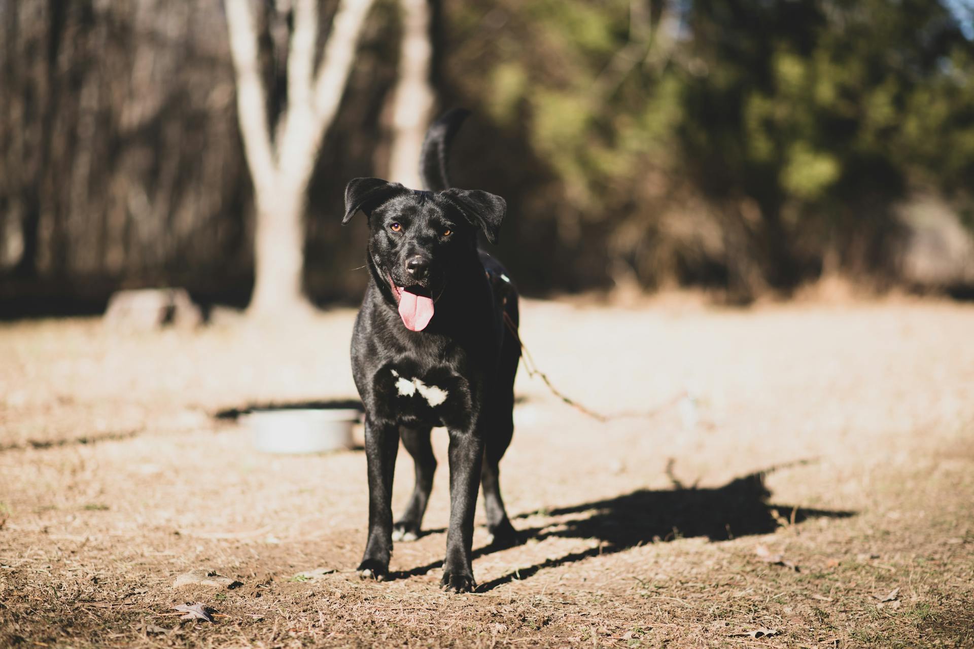 Black Labrador Retriever Standing on Sand