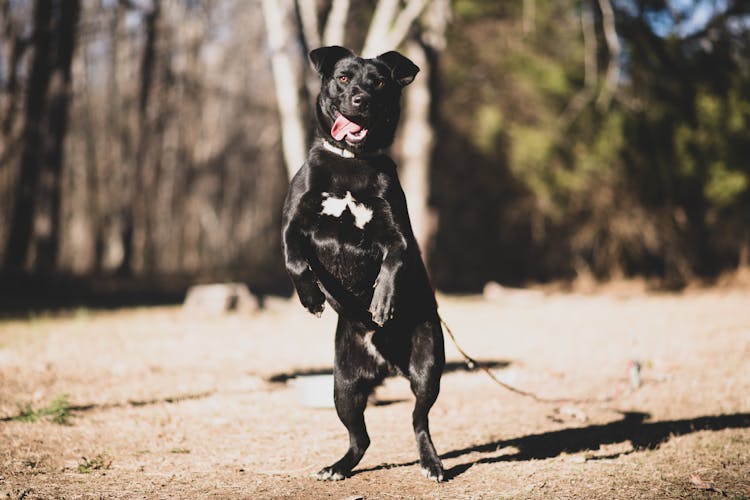 Black Dog Standing Up