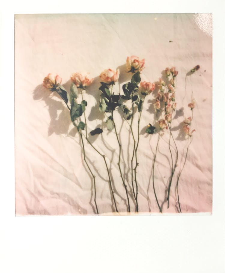 Instax Photo Of Flowers