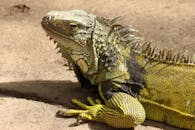 这张在温兰之地角拍摄的绿鬣蜥日光浴特写，清晰展现了它充满活力的鳞片