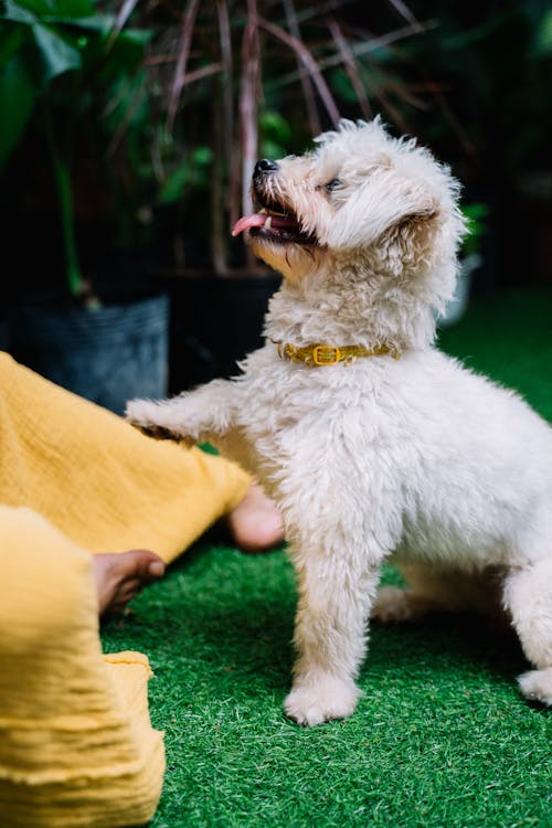 Sarı Tekstil üzerine Beyaz Uzun Palto Küçük Köpek