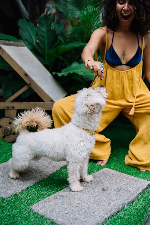 Woman in a Yellow Jumpsuit Training a White Dog