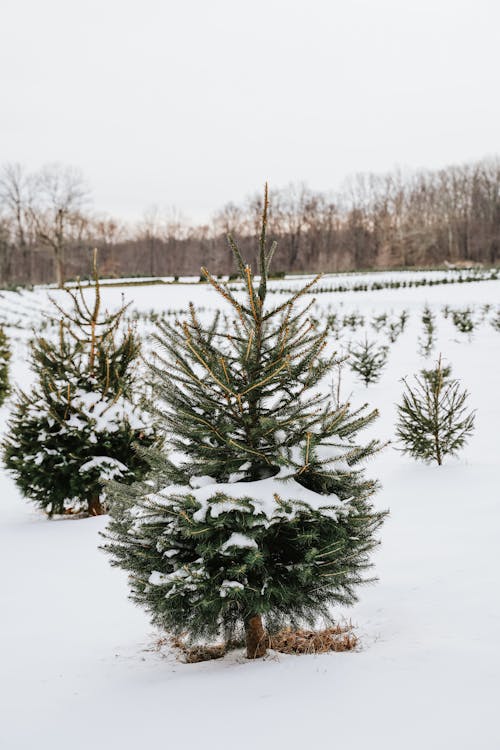 無料 雪に覆われた緑の松の木 写真素材
