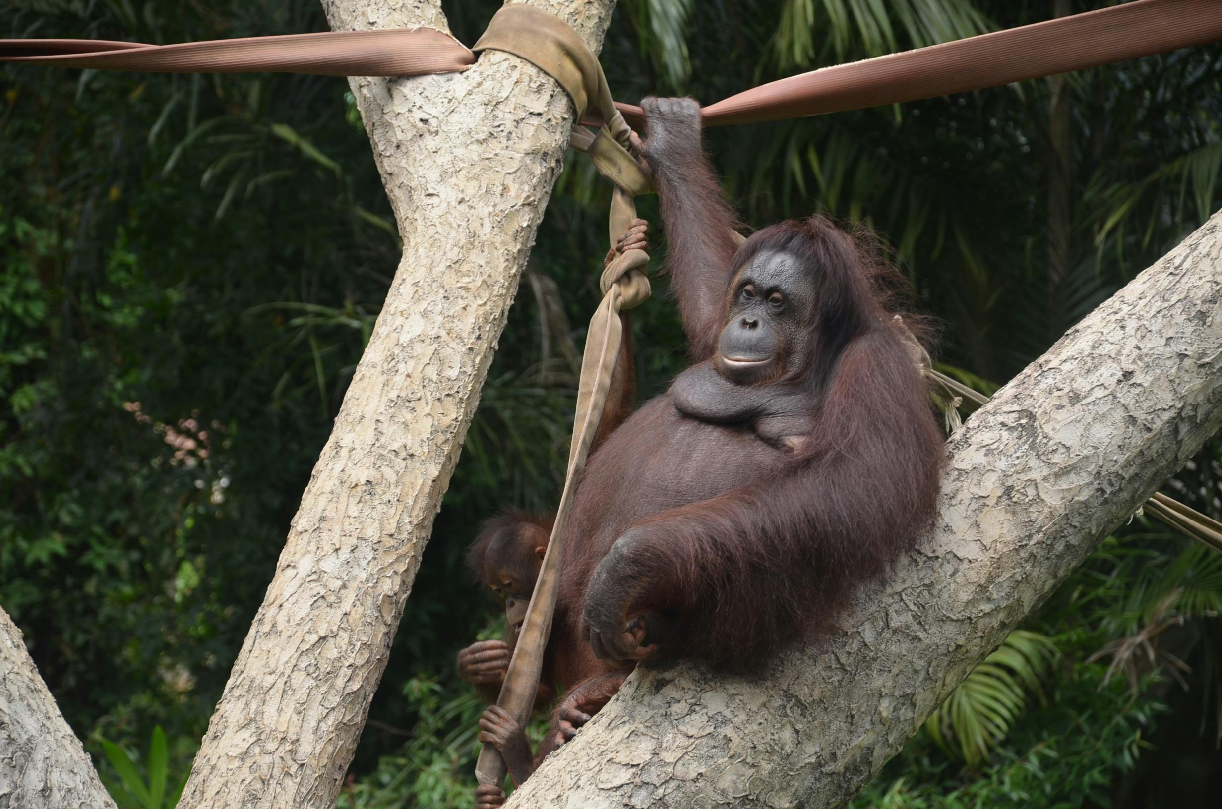 Free stock photo from Aridz · Pexels - 500 x 331 jpeg 29kB