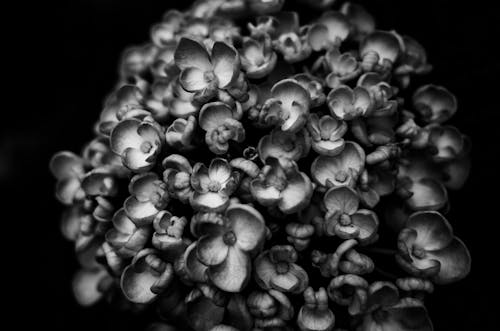 Grayscale Photo of Hydrangea Flowers 