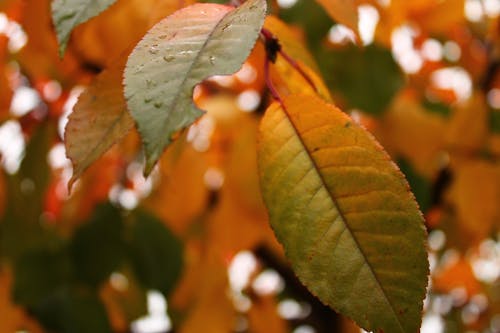 無料 露のしずくと緑の葉のクローズアップ写真 写真素材