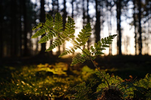 Free stock photo of backlit, fern, fern leaf Stock Photo