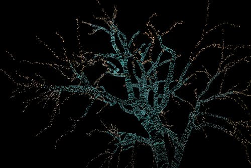 Christmas Lights on a Tree at Night