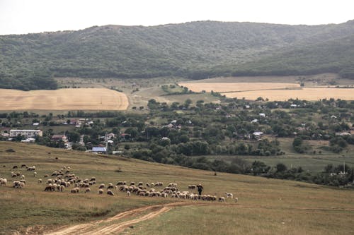 Δωρεάν στοκ φωτογραφιών με αγρόκτημα, βοσκοτόπι, ζώα