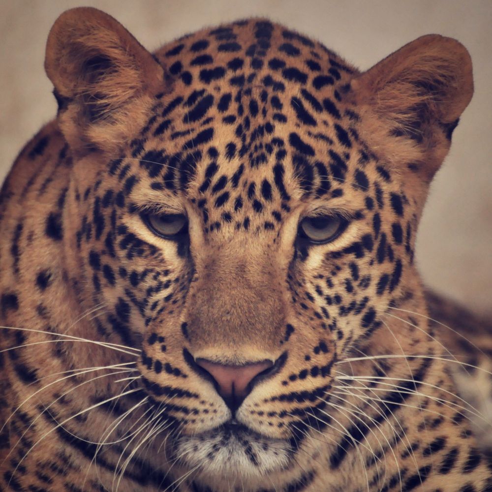 Animal Pfp Photos, Download The BEST Free Animal Pfp Stock Photos & HD ...