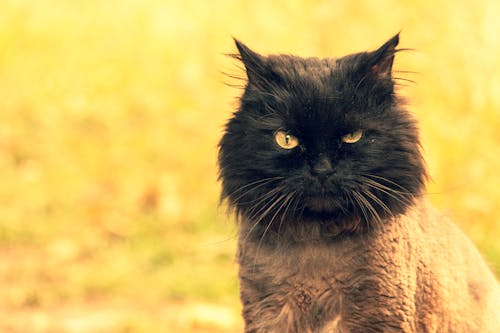 免費 黑色和棕色的貓，在棕色的草地上 圖庫相片
