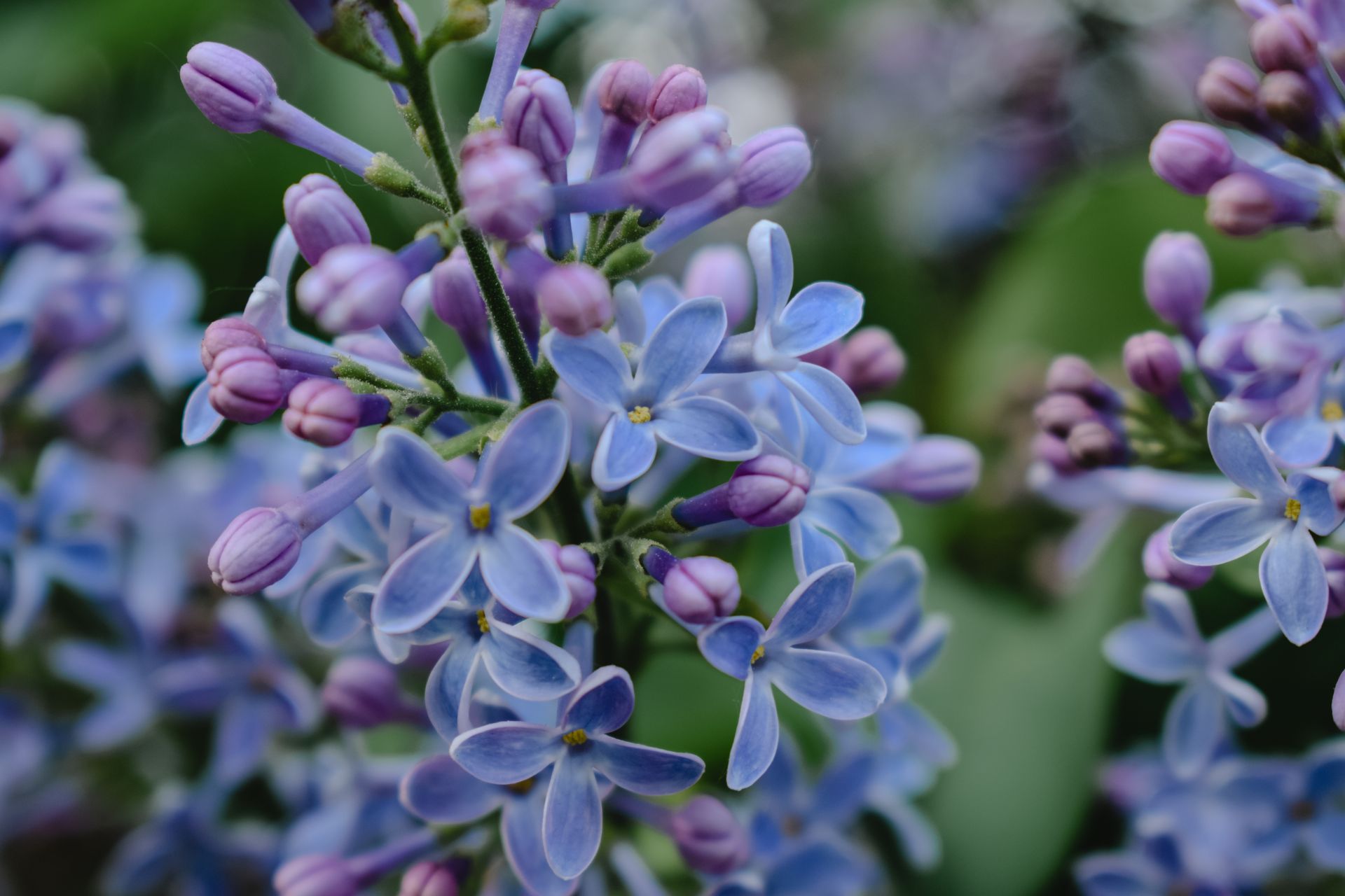 Detailed close-up of blooming lilac flowers, showcasing intricate petals and vibrant hues.