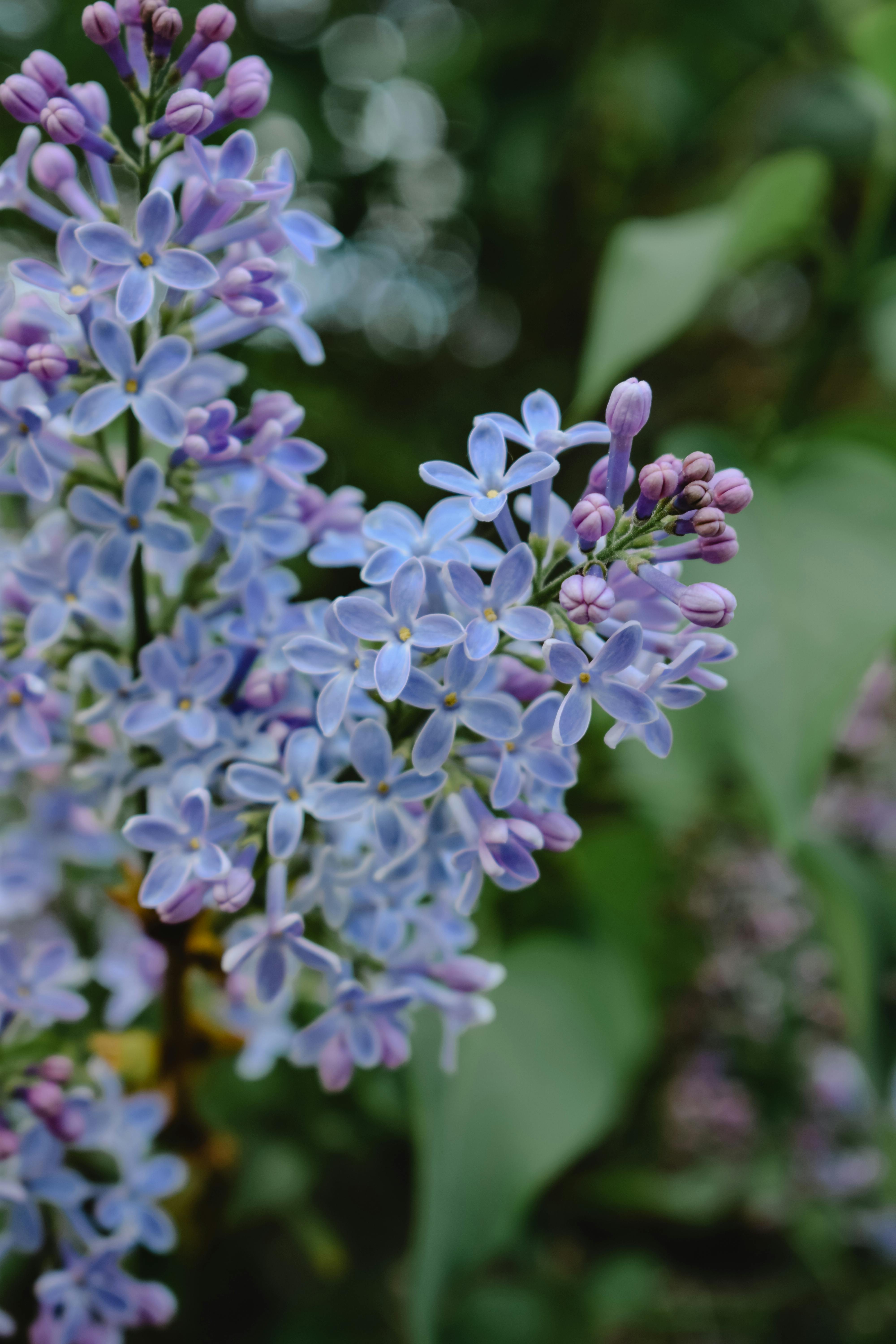 Wedgewood blue lilac