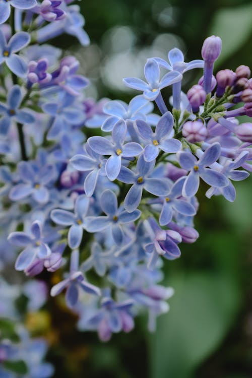 Close Up Photo of Flowers