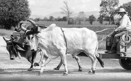 Vache Blanche Sur Route Goudronnée Grise