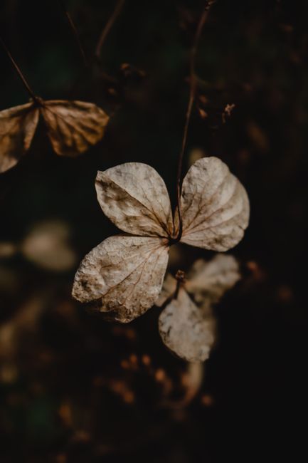 Artistic photo of dried flower petals in Helsinki, capturing natural beauty in detail.