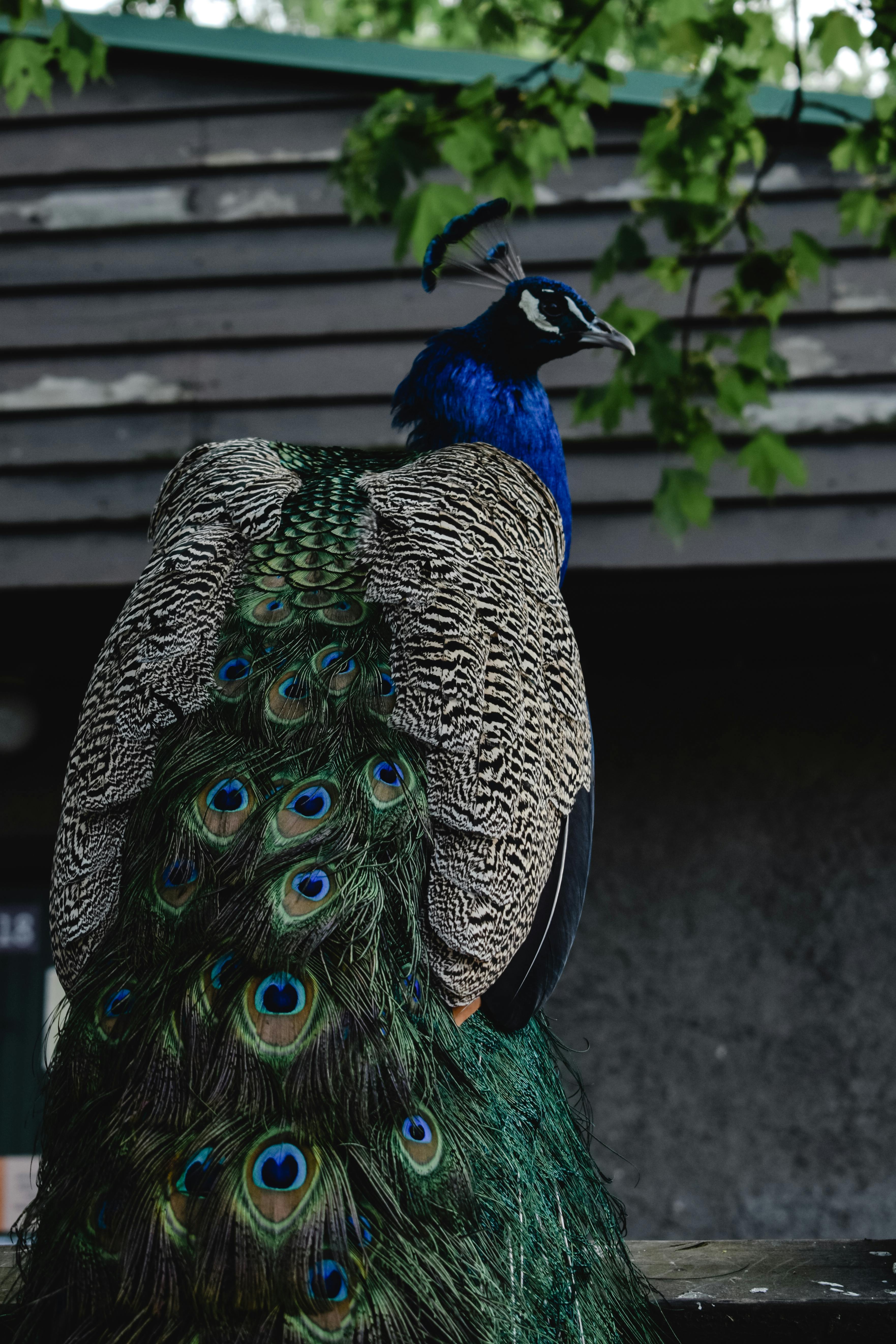 Magic Of India in Peacock | Art Print – Becca Who