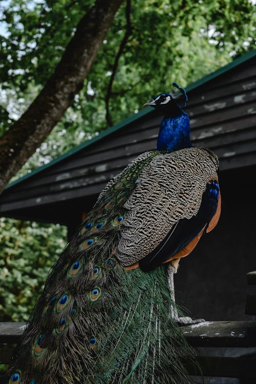 Pavão Azul Verde E Marrom