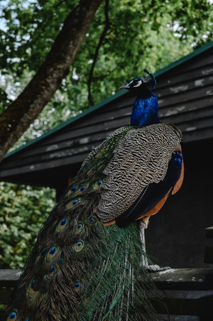 Captured at Helsinki Zoo, this peacock showcases its vibrant plumage amidst lush greenery.