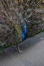 Blue and Green Peacock on Gray Concrete Floor