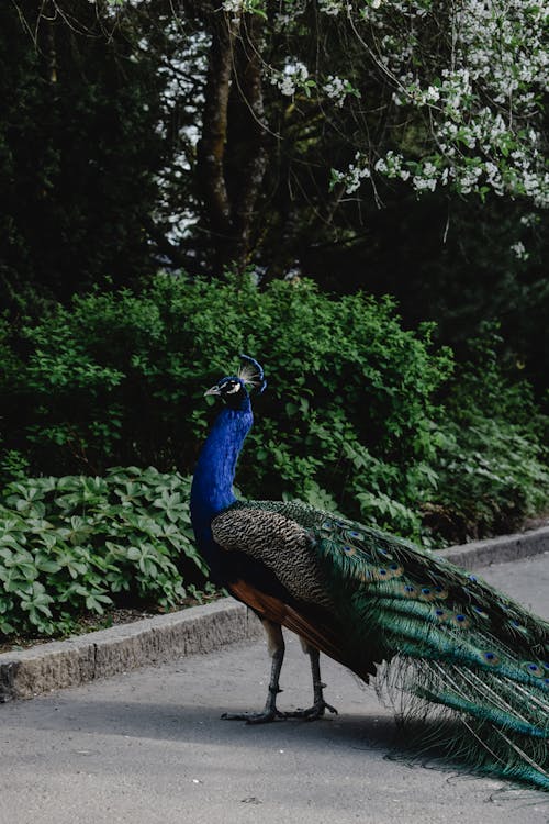 Free Peacock on a Pavement Stock Photo