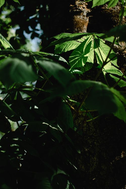 Free Sunlit leaves creating a serene natural ambiance in Helsinki's outdoors. Stock Photo