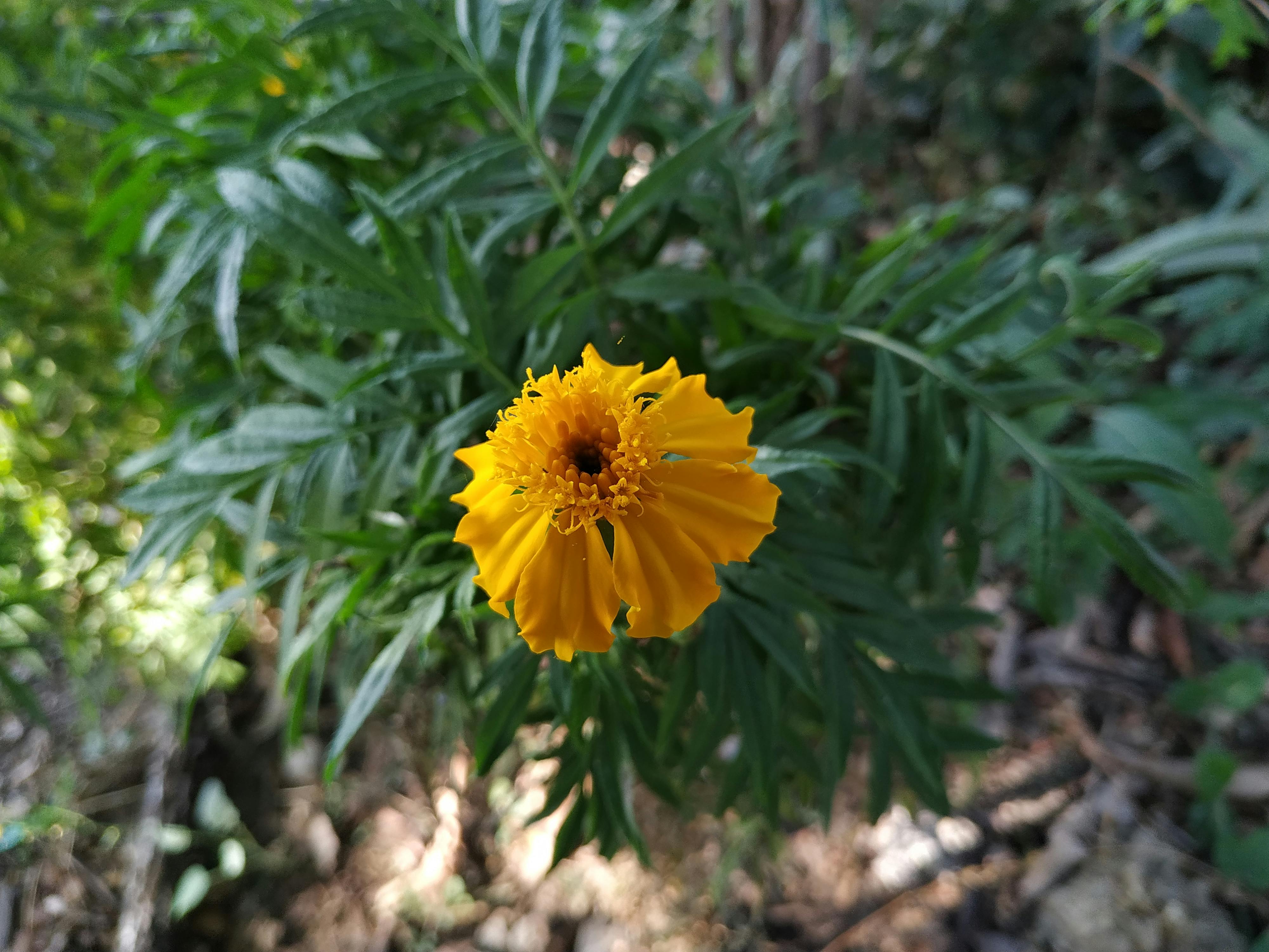 Free stock photo of alike, artificial flowers, flower