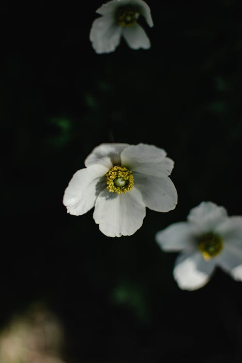 Axis of lens white flowers